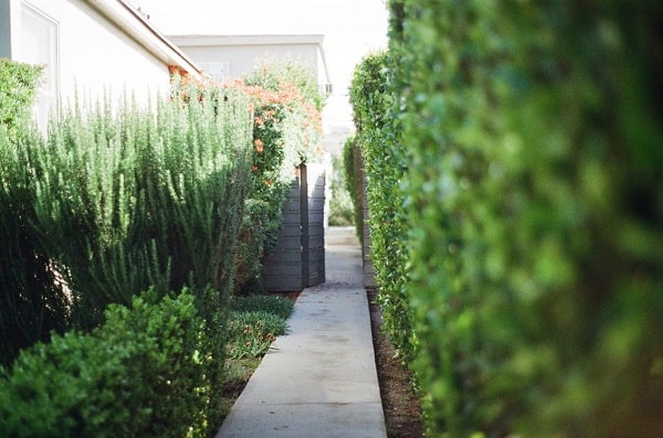 How to Get a Cost-Saving and Low-Maintenance Yard