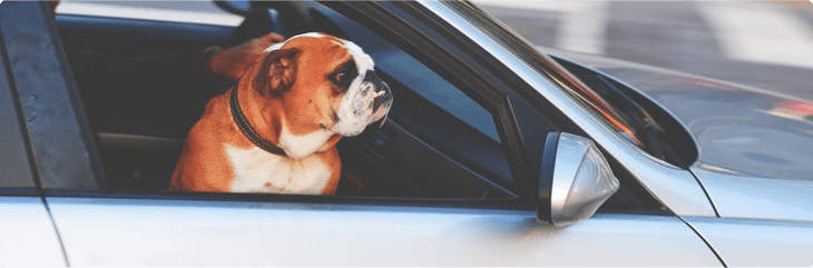 dog riding in passenger side of car