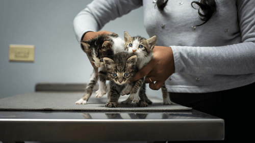 emergency pet care loan