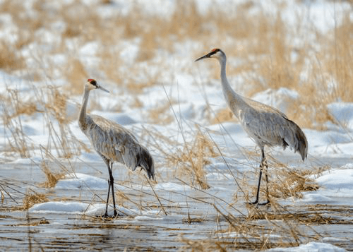 title loans in Elkhart, Indiana