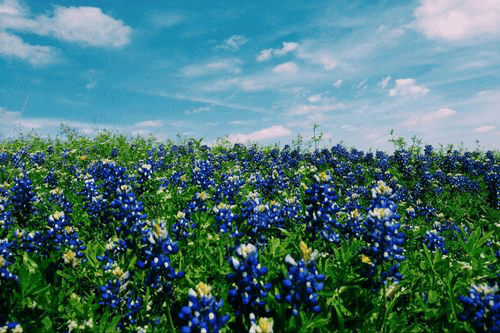 Title loans in Brownsville, Texas