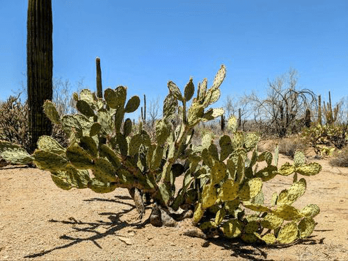 car title loans in Kingman, Arizona