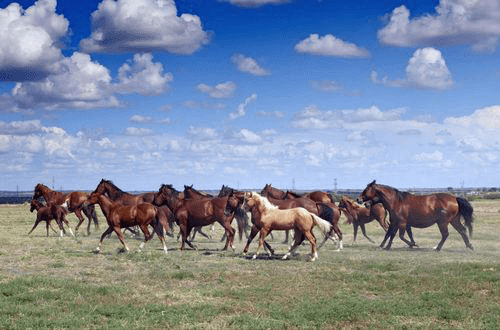 Title loans in Carrollton, TX