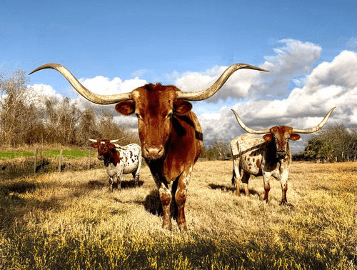 title loans in Temple, TX