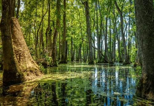 Options to get emergency cash in Forest Mississippi through vehicle title based lending